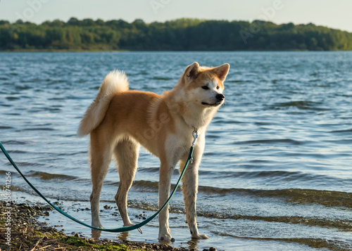 Fényképezés portrait akita au bord d'un lac