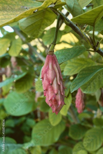 Magnolia fruit on the green leaves background. Magnolia velvet seed pod on tree. Magnolia sieboldii 