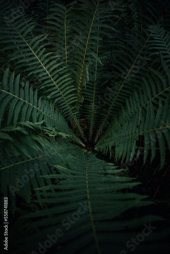 Fern leaves on dark backgro...