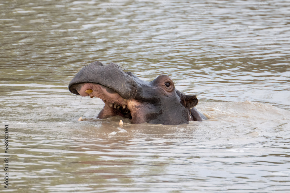 Hippopotamus yawning in a lake in the Timbavati Reserve, South Africa Hippopotamus yawning in a lake in the Timbavati Reserve, South Africa