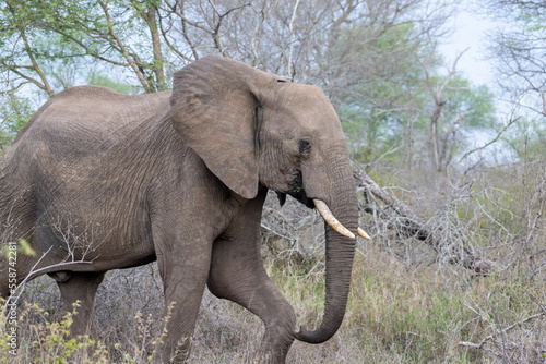 African Elephant in the Timbavati Reserve  South Africa