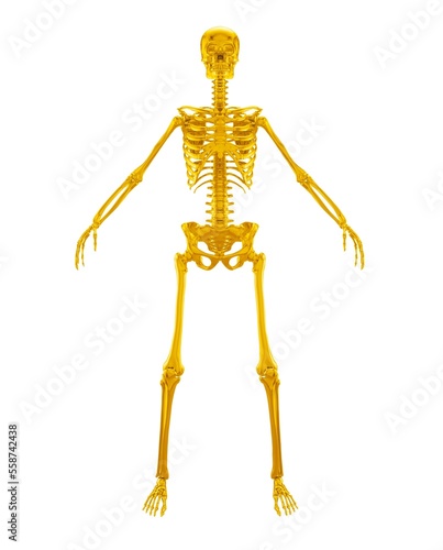 3d rendering gold skeleton. 3d illustration of human anatomy. Gold structure 