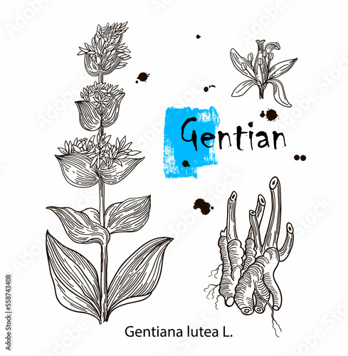 Vector of hand drawn gentian isolated on white background. Outline flower are element for design. Botany Alps, alpine plants. Gentiana lutea. photo