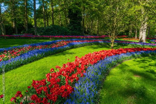 tulip flowers on flowerbed in city park
