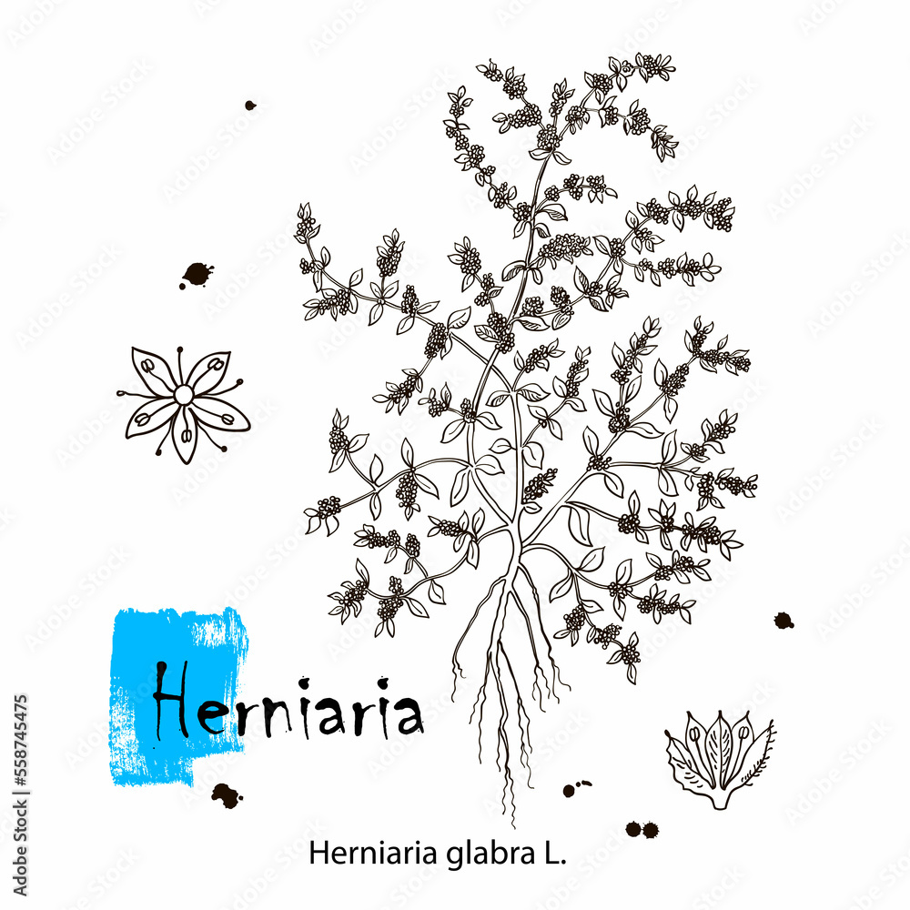 Naklejka premium Herniaria glabra, medicinal plant. Hand drawn botanical vector illustration