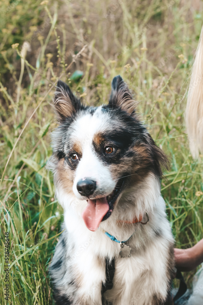 A dog of the Australian Shepherd breed with brown eyes on a walk, close-up.