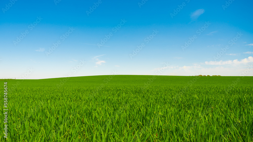 Idyllic grassland, rolling green fields, blue sky and white clouds in the background