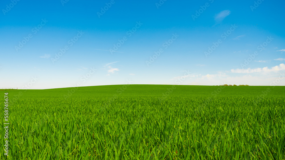 Idyllic grassland, rolling green fields, blue sky and white clouds in the background Idyllic grassland, rolling green fields, blue sky and white clouds in the background