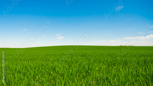 Idyllic grassland, rolling green fields, blue sky and white clouds in the background