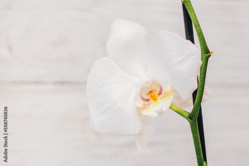 Obraz premium Branch of blooming white orchid close-up, phalaenopsis.