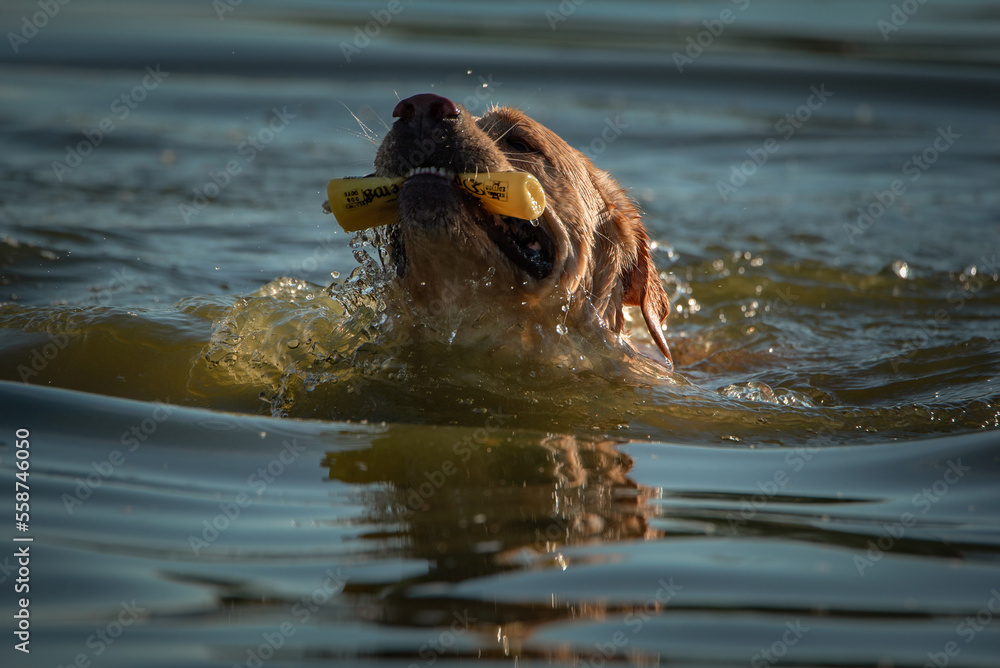Fototapeta premium Beautiful thoroughbred labrador retriever plays in the river in summer.