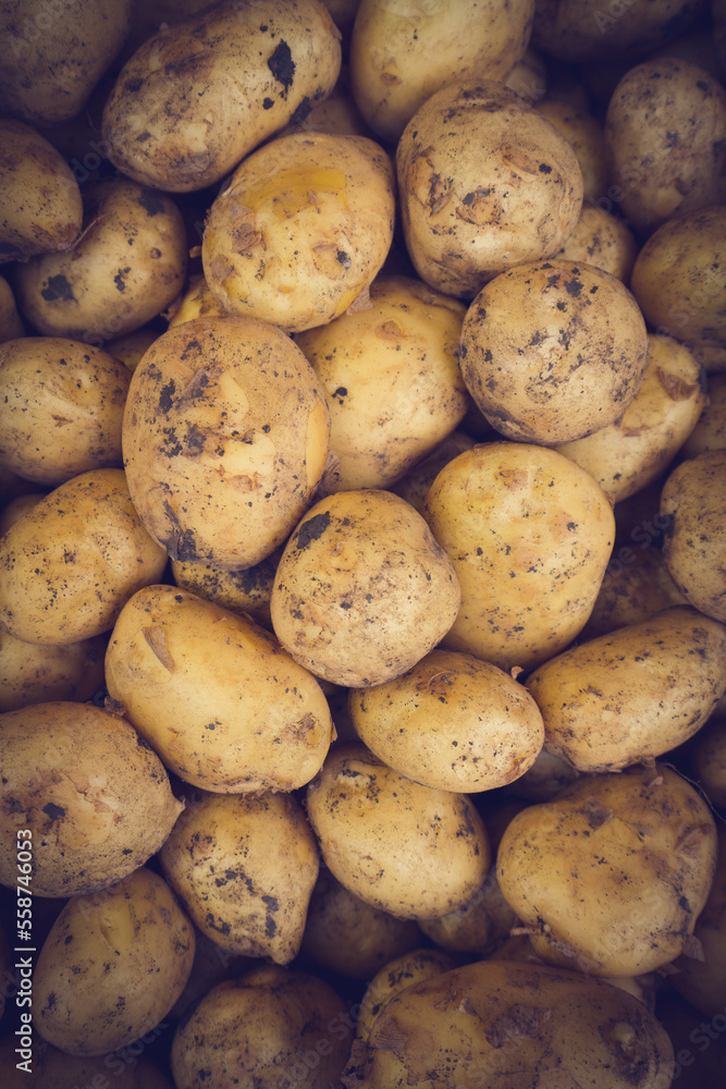 Fresh Organic Whole Potato. Farmers Market Fresh Organic Whole Potato. Farmers Market
