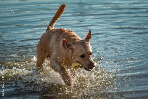 Beautiful thoroughbred labrador retriever plays in the river in summer.