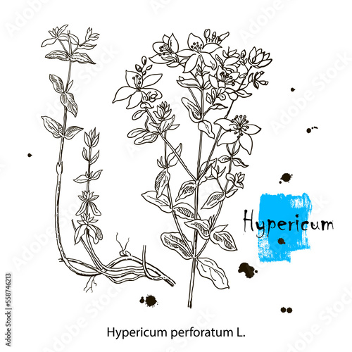 Isolated hypericum wild flower and leaves. Herbal engraved style illustration. Detailed botanical sketch for tea, organic cosmetic, medicine, aromatherapy