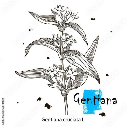 Gentian, medicinal plant. Hand drawn botanical vector illustration photo
