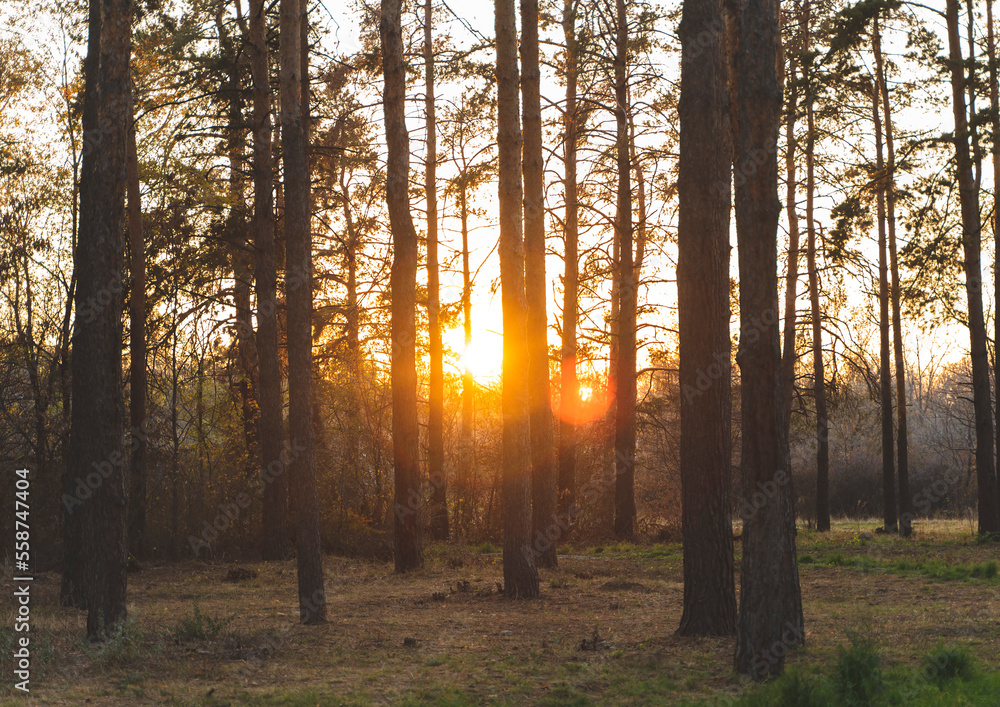 Fototapeta premium sunset behind coniferous trees in the park