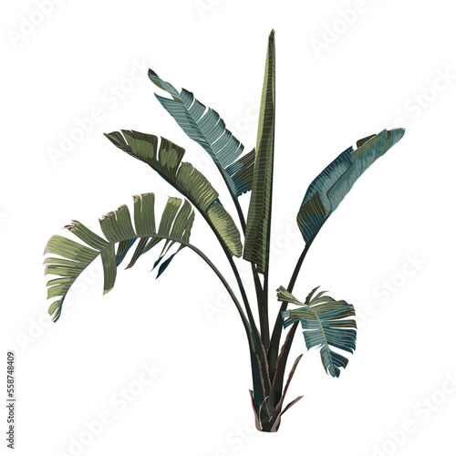 Banana tree. Palm plant. Indoor plant for your decor.