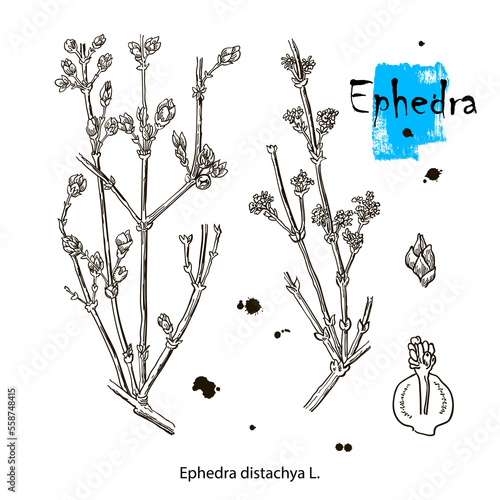 Ephedra: branch of Chinese ephedra with leaves and berries. Cosmetics and medical plant. Vector hand drawn illustration.
