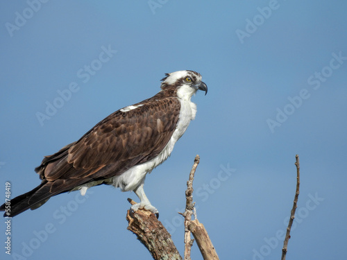 An osprey perched on a stump near Lake Apopka