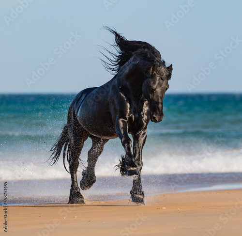 Foto Friesian Horse running out of the water