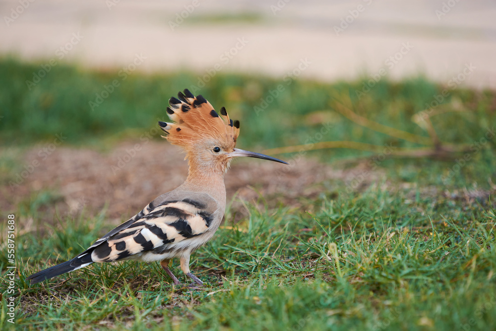 Hoopoe on green grass under sunlight in Egypt Hoopoe on green grass under sunlight in Egypt