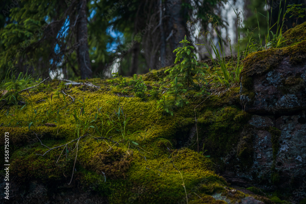 moss covered rocks in the morning forest moss covered rocks in the morning forest