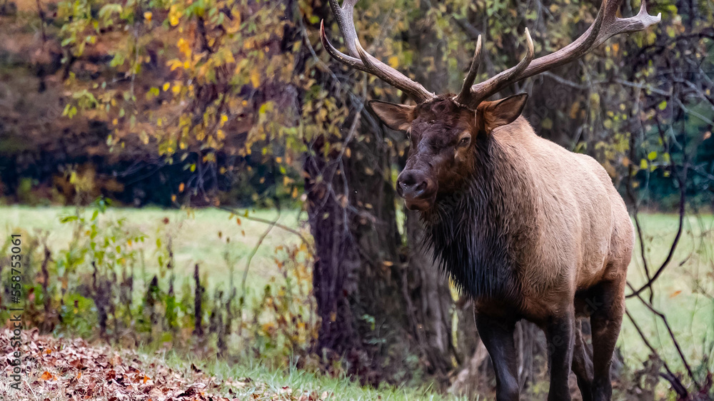 Large Bull Elk Watching Over His Harem During the Autumn Rut Large Bull Elk Watching Over His Harem During the Autumn Rut