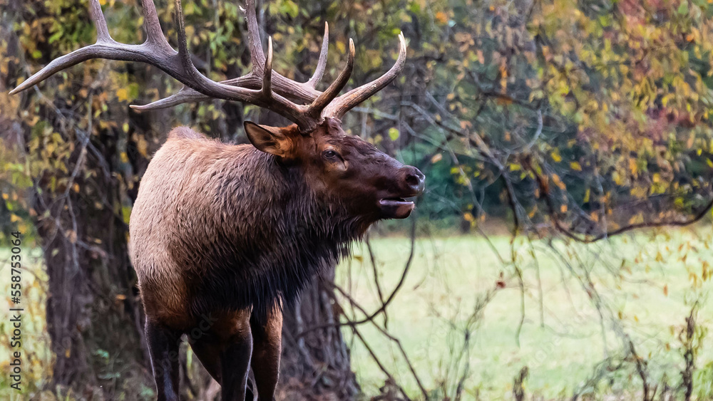 Fototapeta premium Large Bull Elk Bugling Over His Harem During the Autumn Rut