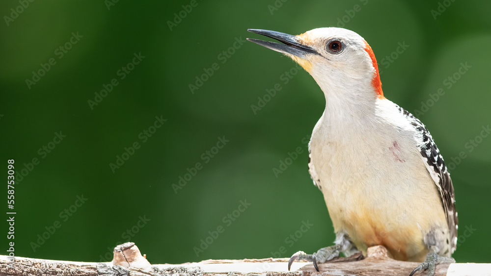 Profile of Red-Bellied Woodpecker Perched on a Branch Profile of Red-Bellied Woodpecker Perched on a Branch