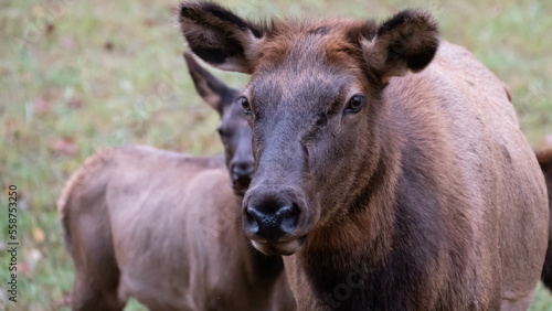 Close Profile Elk Cow on a Beautiful Autumn Morning © rck