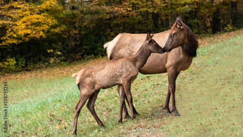 Mother and Calf Elk Grazing Quietly on a Beautiful Autumn Morning