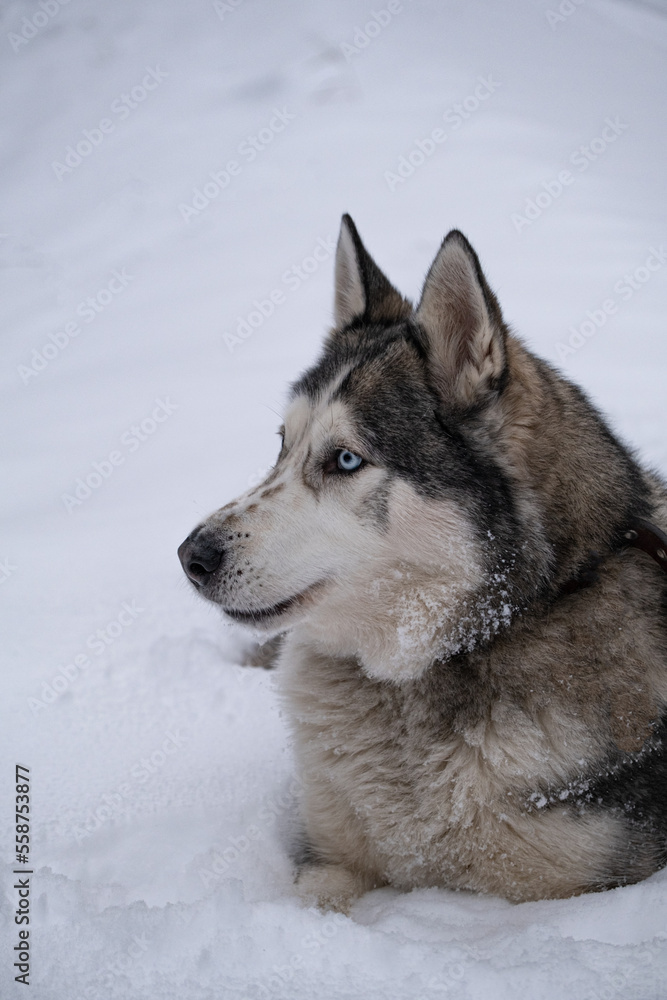 Naklejka premium Siberian husky lie in snow and look forward for new adventures