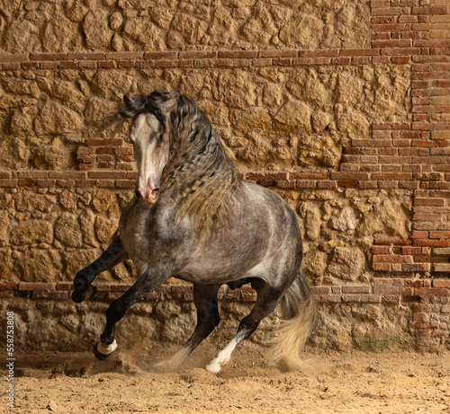 Spanish Pure-bred Horse in Cordoba  Spain