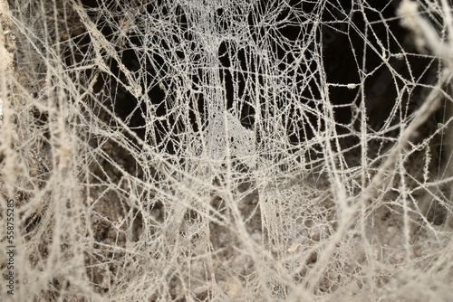 Web lace woven by insects.