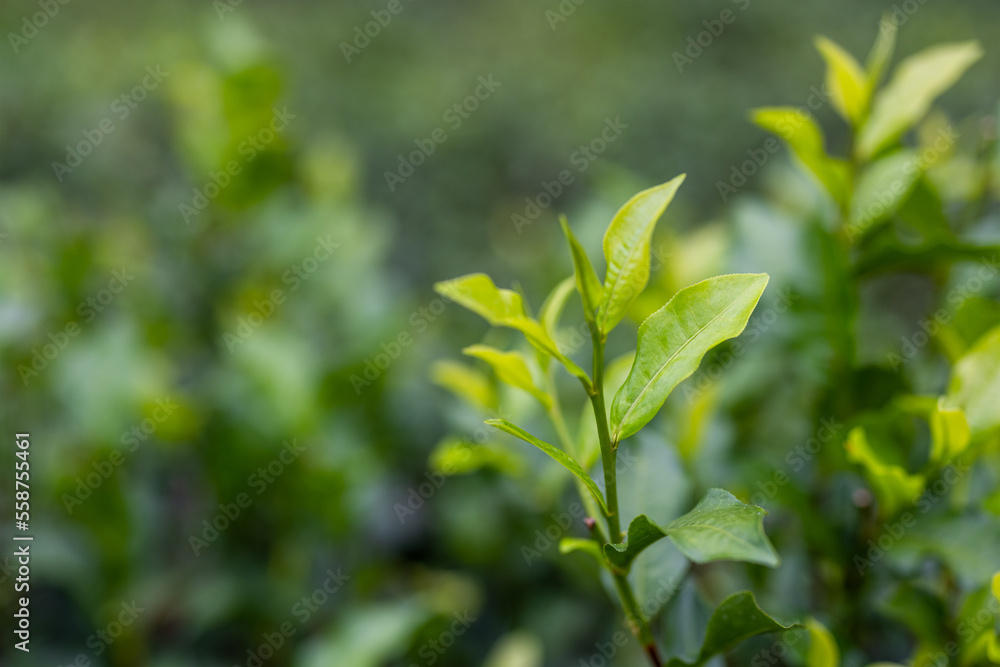 Green tea tree plant field