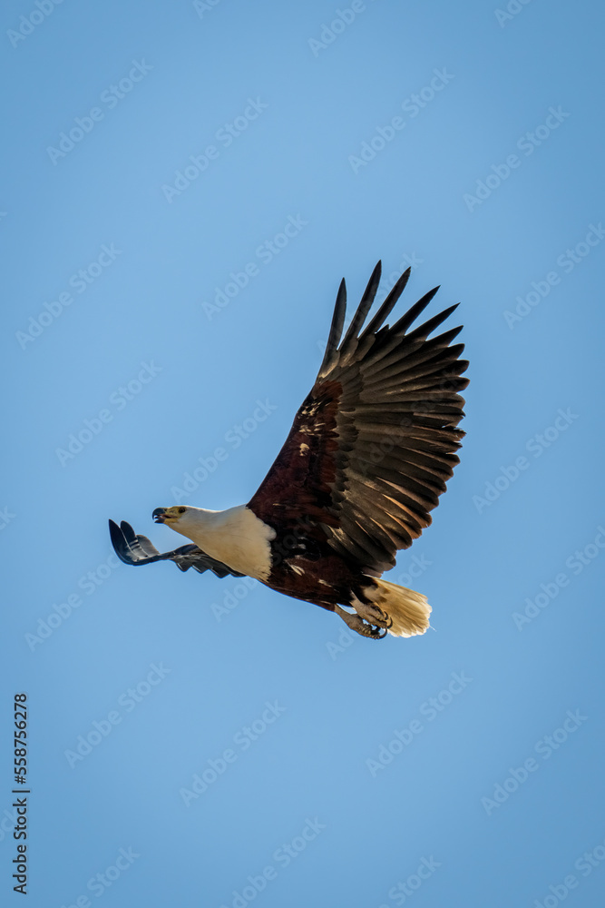 Obraz premium African fish eagle soars in blue sky