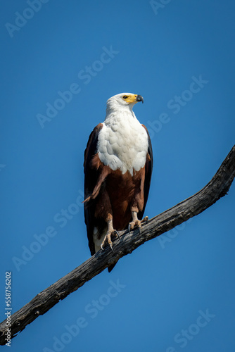 African fish eagle in sunshine with catchlight