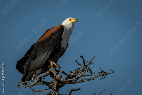 African fish eagle on tree in sunshine