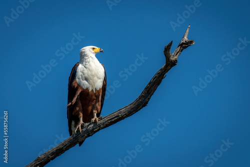 African fish eagle in sunshine on branch