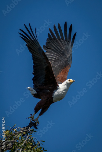 African fish eagle taking off from bush