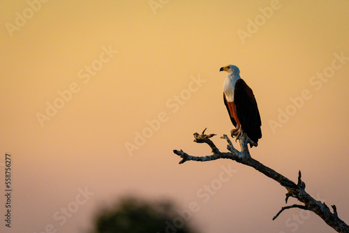African fish eagle on branch at dusk photo