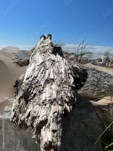 Large Driftwood on the beach