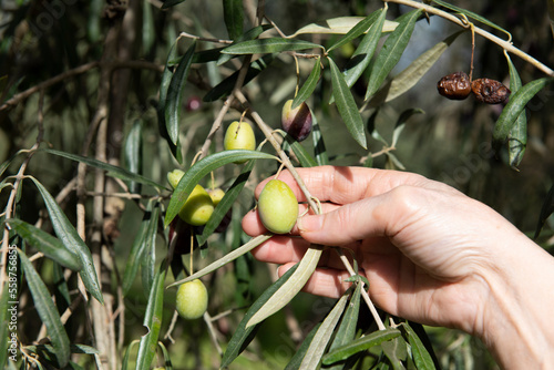 Manos de mujer recogen aceitunas del olivo en España