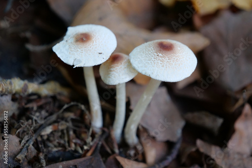 Three autumn poisonous mushrooms growing in soil