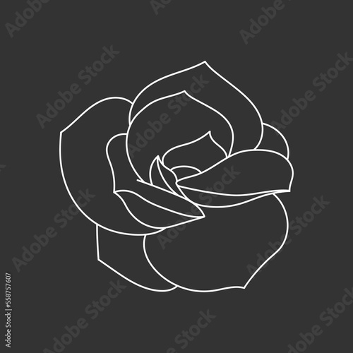 Succulent echeveria in doodle style, vector illustration. Desert flower for print and design. Outline mexican plant, graphic isolated element on chalk board background. Housplant for decor interior