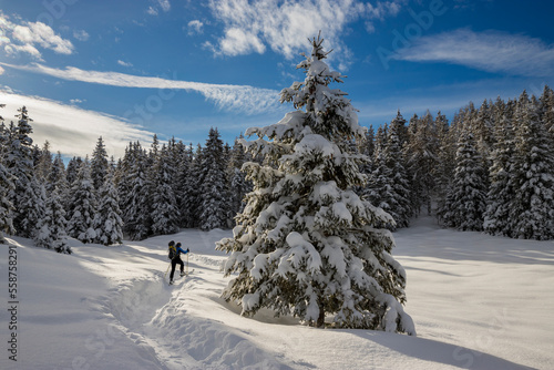 Ski tourer through the winter landscape of a snow covered mountain forest, Valle Camonica, Italian Alps, Lombardy, Italy.
