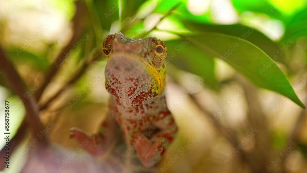 Chameleon in terrarium in one of Pragur zoo, Europe Chameleon in terrarium in one of Pragur zoo, Europe