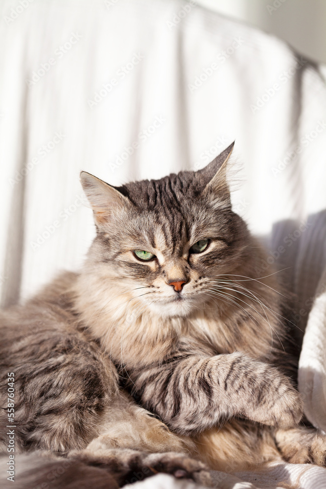 Adorable silver cat of siberian breed in relax on a white blanket