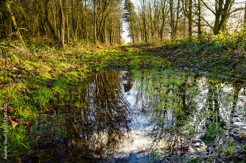 Water in forest