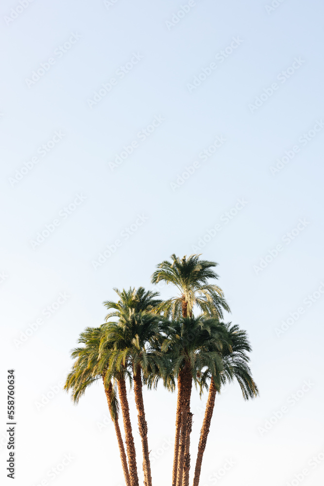 Fototapeta premium Beautiful Palm trees and sky at sunset in Egypt